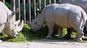 Le rhinocéros blanc Fatu au zoo de Dvur Kralove, en République Tchèque, en octobre 2004. Il ne reste plus que six spécimen de cette sous-espèce sur Terre. 