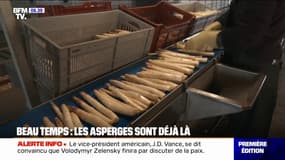 Grâce à la météo, les asperges sont déjà là et les récoltes s'annoncent très bonnes 