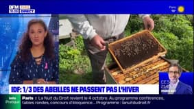Île-de-France: un tiers des abeilles ne passent pas l'hiver
