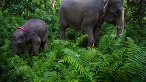 Une éléphante de Sumatra et son petit, le 30 mai 2013, à Aceh en Indonésie. 