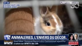 Entassés dans des cages... Les conditions cruelles dans lesquelles vivent certains animaux destinés à la vente en animalerie