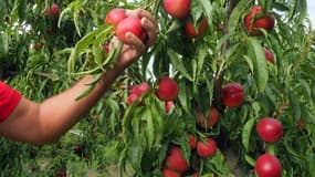 Dans les entreprises agricoles, les saisonniers étrangers sont désormais incontournables.