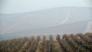 Un champ de vignes - Image d'illustration