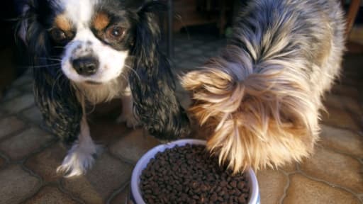Le "pet-sitting" (gardiennage d'animaux domestiques) offre insolite de jobs d'été Le "pet-sitting" (gardiennage d'animaux domestiques) offre insolite de jobs d'été