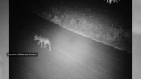 Des images d'un loup observé dans les Calanques à Marseille.