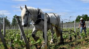 Une viticultrice travaille avec un cheval dans un domaine près de Bordeaux (illustration)