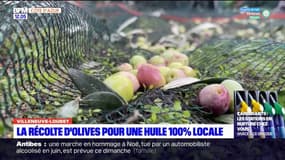 Villeneuve-Loubet: la récolte d'olives pour une huile 100% locale
