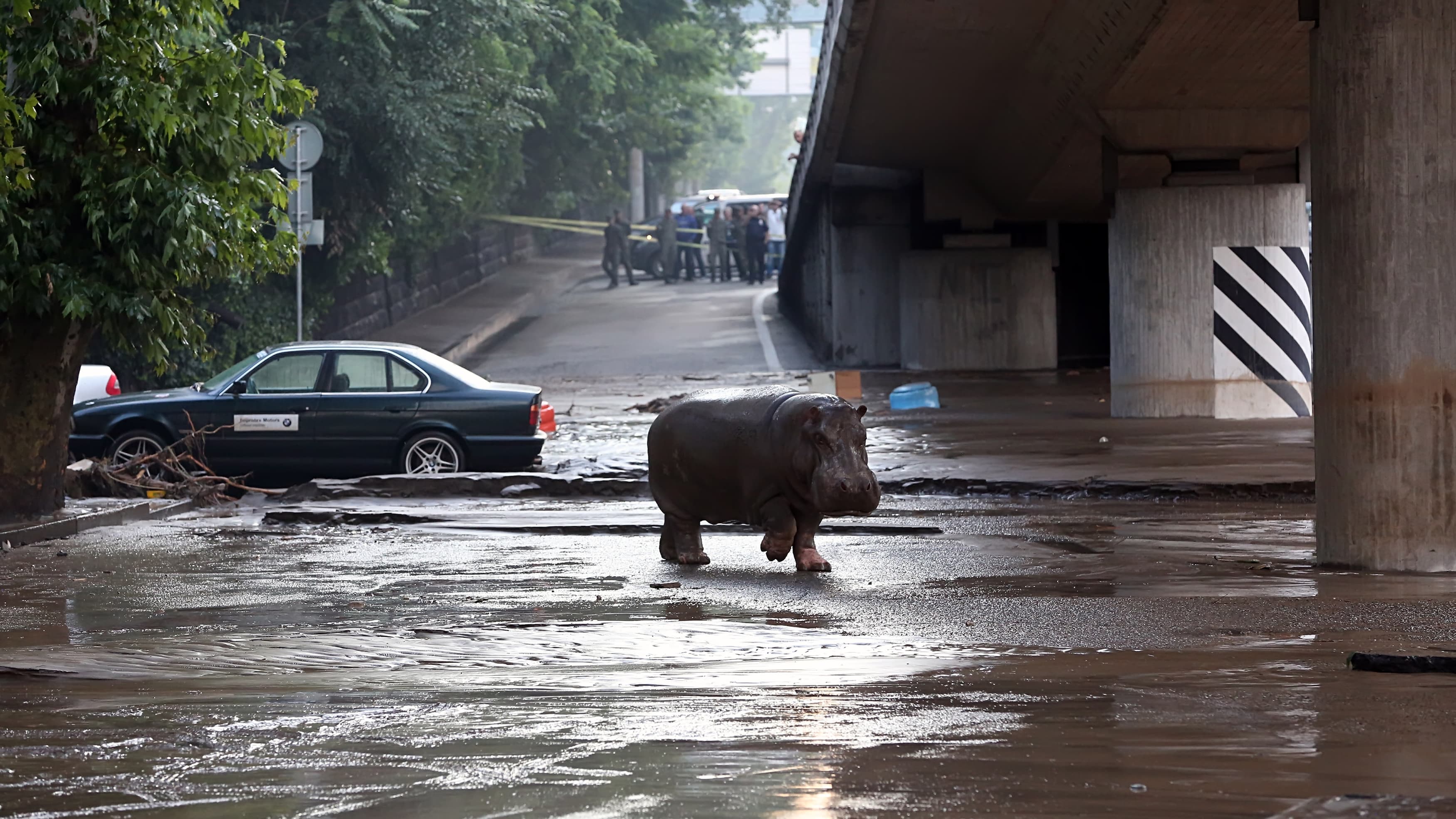 Un hippopotame en liberté en plein centre de Tbilissi, le 14 juin 2015 Un hippopotame en liberté en plein centre de Tbilissi, le 14 juin 2015