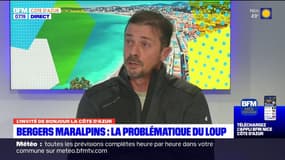 Chiens de protection, tirs de prévention: comment les bergers maralpins tentent de se défendre contre le loup