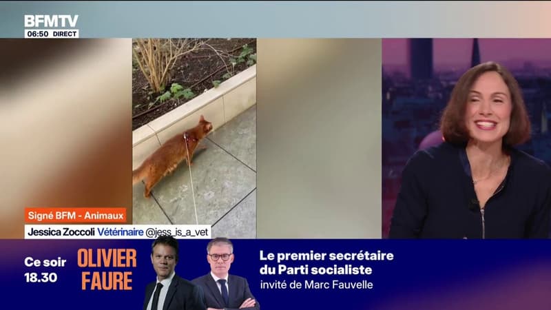 Tenir son chat en laisse, une bonne idÃ©e?