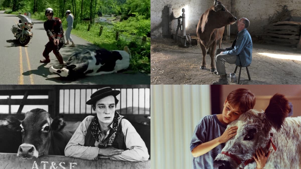 Fou d'Irène ; La Vache ; Ma Vache et moi de Buster Keaton et La Vache et le Président.