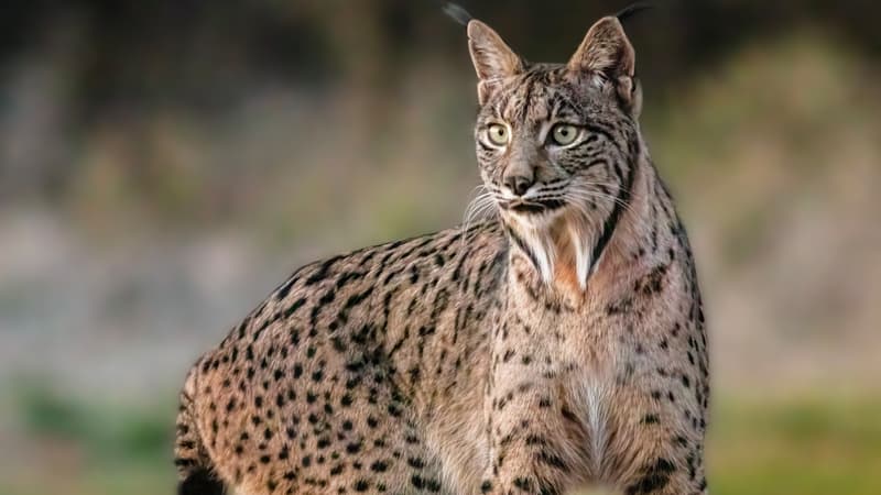 Un lynx pas du tout effrayé filmé dans le centre-ville de Niederbronn-les-Bains dans le Bas-Rhin