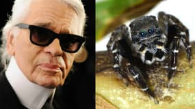 Karl Lagerfeld et l'araignée sauteuse