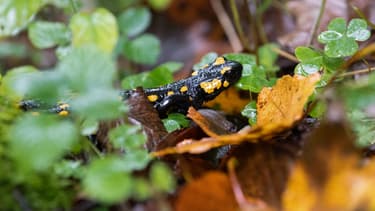 Une salamandre à Schönau am Königssee, en Allemagne, en octobre 2019 (photo d'illustration)