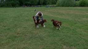 Des chiens 