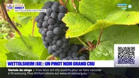 Haut-Rhin: un pinot noir grand cru à Wettolsheim