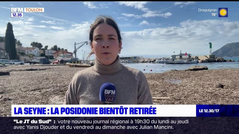 La Seyne-sur-Mer: la posidonie va être retirée du port, le chantier commence bientôt