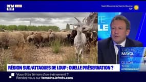 Planète locale du lundi 19 février - Région sud/attaque de loups : quelle préservation ?