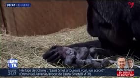 Un bébé gorille est né dimanche au zoo de Washington