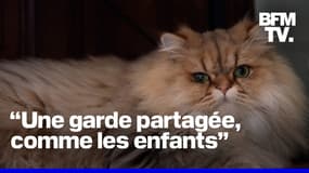  Chiens, chats… La garde alternée est-elle la meilleure solution en cas de séparation d’un couple? 