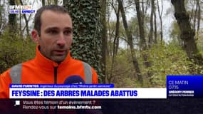 Villeurbanne: des arbres malades abattus dans le parc de la Feyssine