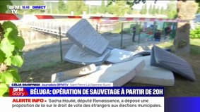 Béluga dans la Seine: l'opération d'évacuation se prépare