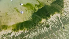 Une vue aérienne de la plage de Curnic, dans le Finistère, recouverte d'algues verts, le 25 juillet 2025.