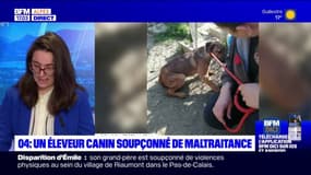 Alpes-de-Haute-Provence: un éleveur canin soupçonné de maltraitance, une quinzaine de chiens saisis
