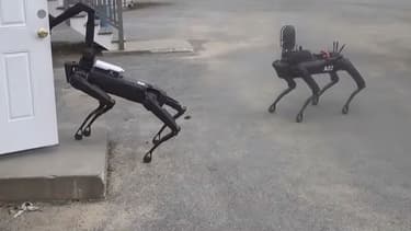 Les robots Spot Mini, de Boston Dynamics.