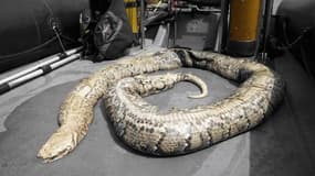 Un python de 40 kilos repêché dans la Seine en juillet 2012