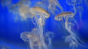 Le meilleur remède contre une piqûre de méduse: de l'eau de mer (photo d'illustration)