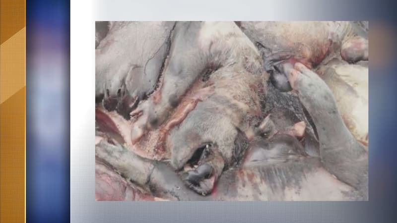 Des porcs en état de décomposition avancée