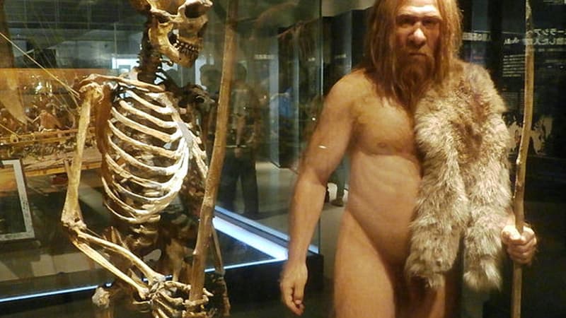 Le squelette d'un homme de Néandertal et sa modélisation au musée des Sciences naturelles de Tokyo, au Japon (Photo d'illustration)