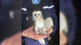 Les gendarmes ont découvert l'animal blessé alors qu'ils étaient en patrouille dans le secteur.