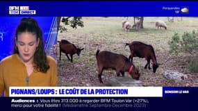 Protocole de tirs contre les loups simplifié: à Pignans, la créatrice d'un sanctuaire pour animaux dénonce le coût du permis de chasse et de l'arme 