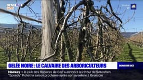 Gelée noire: pour cet arboriculteur de Lagrand, le but "n'est jamais de vivre de compensations" 