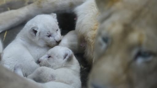 Les trois petits lions blancs - ici le 5 avril 2016, sous le regard de leur mère- sont nés fin mars au zoo d'Amnéville (est de la France) Les trois petits lions blancs - ici le 5 avril 2016, sous le regard de leur mère- sont nés fin mars au zoo d'Amnéville (est de la France)