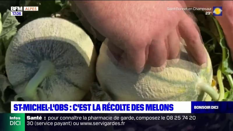 Saint-Michel-l'Observatoire: la récolte du melon a commencé