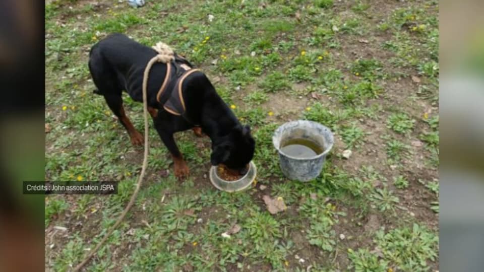 Un chien abandonné plusieurs jours en forêt a été retrouvé le 1er novembre 2023 attaché à un arbre dans le Var. Un chien abandonné plusieurs jours en forêt a été retrouvé le 1er novembre 2023 attaché à un arbre dans le Var.