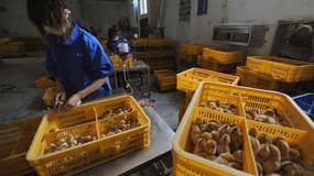 Vaccination dans une ferme de volailles en Chine. Deux habitants du Henan, province du centre de la Chine, ont contracté la nouvelle variante de la grippe aviaire, H7N9, et il s'agit des premiers cas signalés dans cette région, alors que le nombre de décè