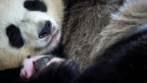 Désormais, le petit panda n'a plus besoin de biberons de complément: il tète exclusivement sa mère Huan Huan - ici le 28 août 2017 dans leur enclos du zoo de Beauval.