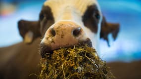 Photo d'une vache Abondance en plein repas lors du Salon de l'Agriculture 2018.