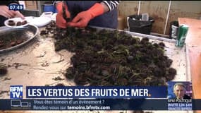 Les vertus des fruits de mer
