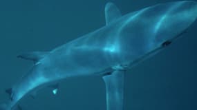 Une requin bleu, aussi connu sous le nom de Prionace glauca. (photo d'illustration)