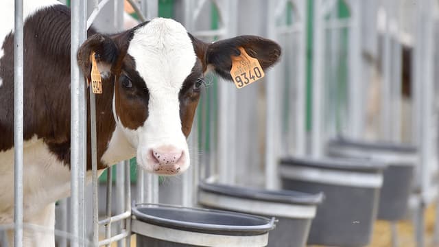 Les producteurs de lait de l'Ouest manifestent cette semaine devant le siège de Lactalis à Laval.