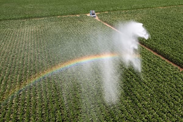 De l'irrigation par aspersion dans un champ de maïs à Munwiller, dans l'est de la France, le 26 juin 2023.