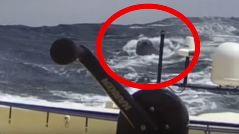 Vendée Globe : un cachalot a percuté le bateau de Kito de Pavant