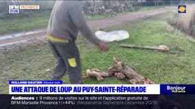 Bouches-du-Rhône: un éleveur de Puy-Sainte-Réparade victime de deux attaques de loups