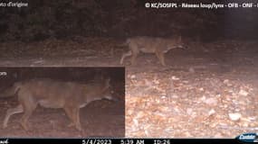 Un chacal doré a été observé en Alsace pour la première fois, en 2023. 