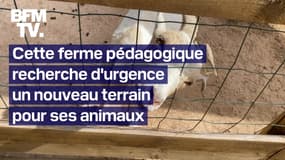 Forcée de déménager, cette ferme pédagogique recherche d'urgence un nouveau terrain pour ses animaux